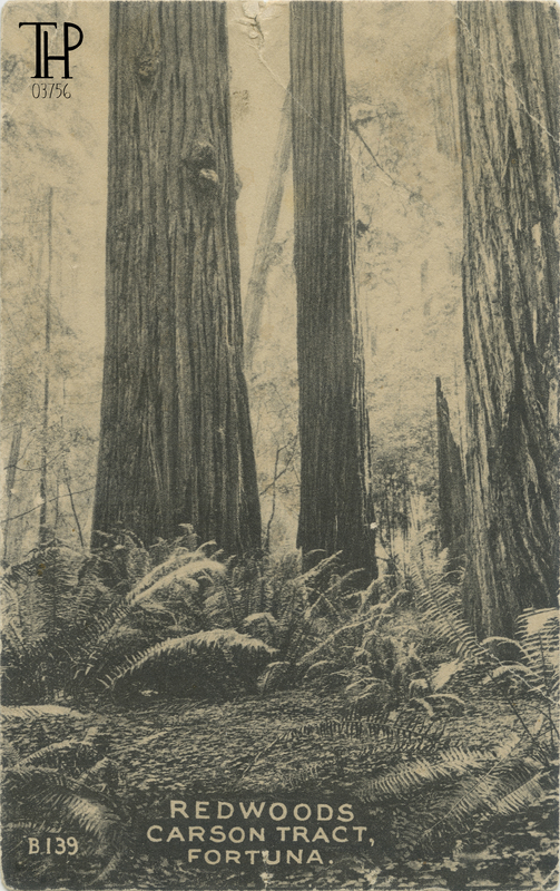 Redwoods - Carson Tract, Fortuna