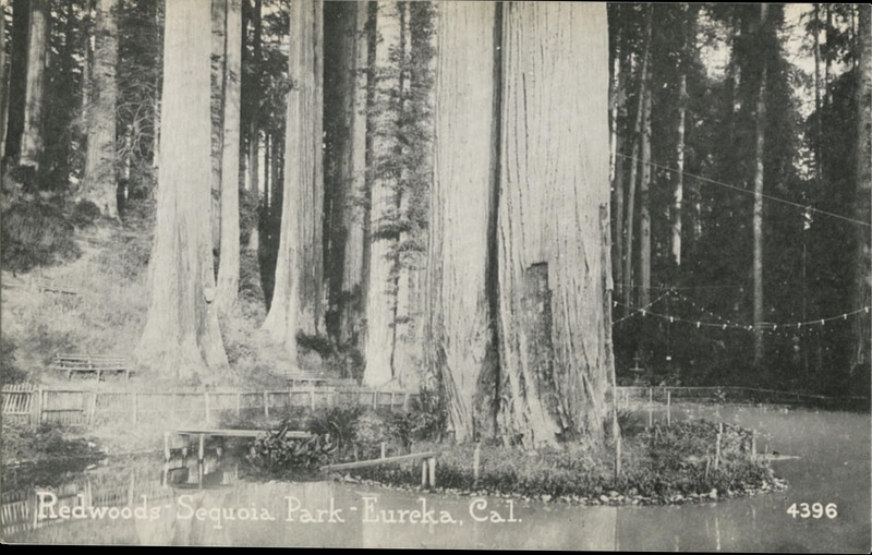 Redwoods - Sequoia Park - Eureka, Cal - Pacific Novelty Co
