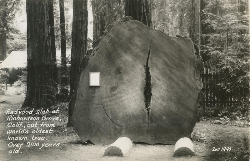 Redwood slab at Richardson Grove, Calif, cut from world's oldest known tree, Over 2100 years old