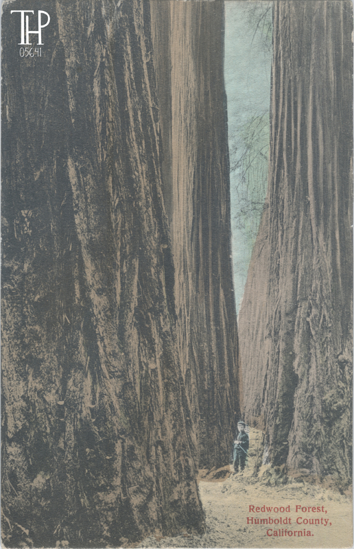 Boy in Redwood Forest near Scotia