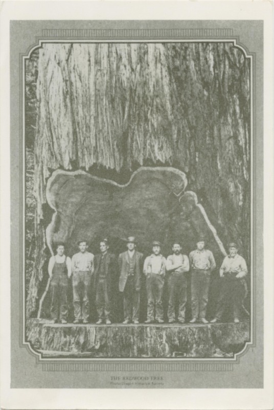 The Redwood Tree - Photo Oregon Historical Society