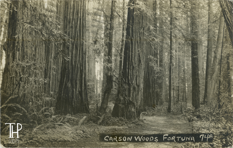 Carson Woods - Fortuna