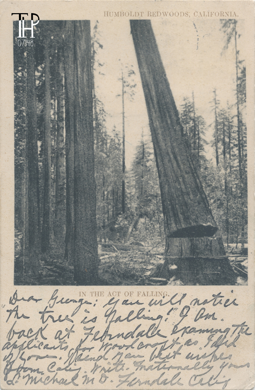 tree being fell