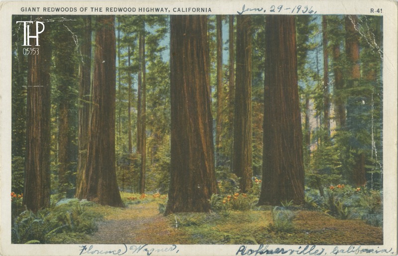 view of Redwoods along the Redwood Highway - Ed Hess