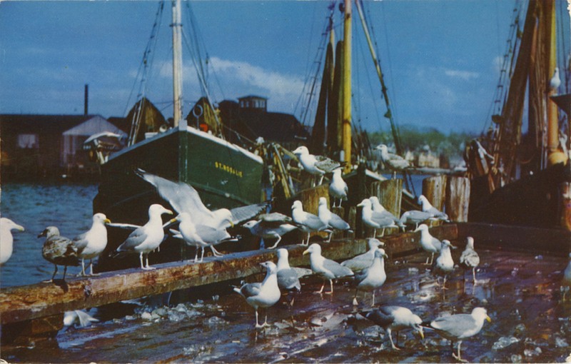 Pacific Sea Gulls on HUMBOLDT BAY - Mike Roberts