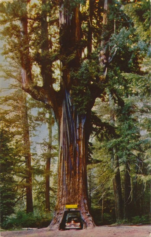 Chandelier Drive-thru Tree - E.F. Clements - Mike Roberts C1086