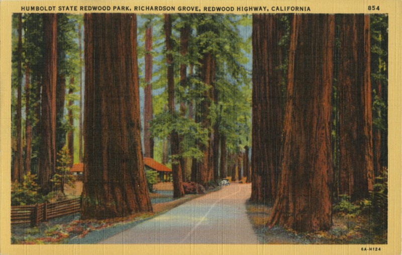Humboldt State Redwood Park, Richardson Grove, Redwood Highway, California - Stanley A. Plitz 854 6A-H124