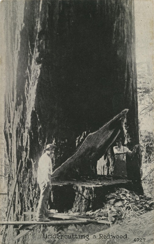 4927 Undercutting a Redwood - Pacific Novelty Co.