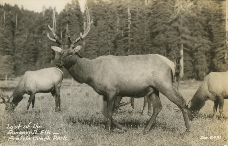 Last of the Roosevelt Elk - Prairie Creek Park - Zan 2431