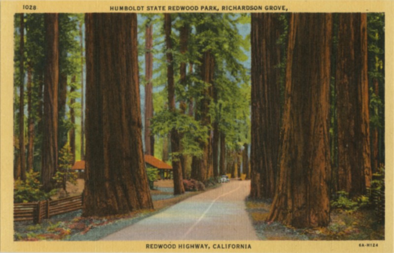 HUMBOLDT STATE REDWOOD PARK, RICHARDSON GROVE- Curt Teich