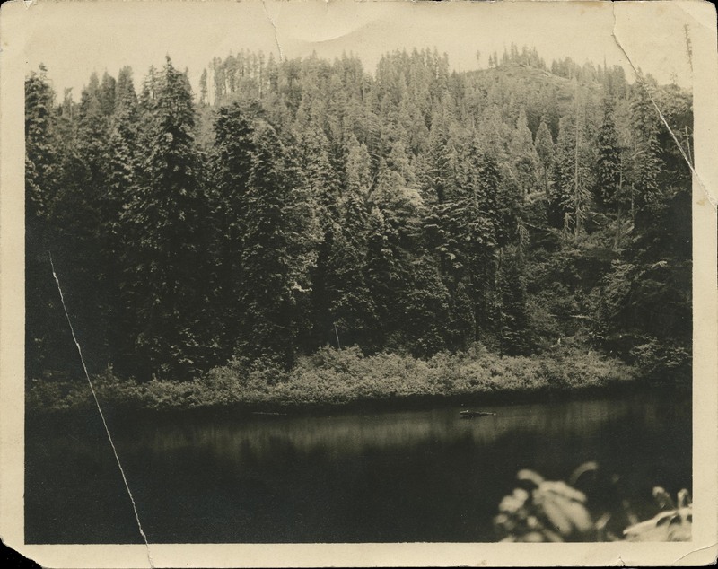 tree river pic