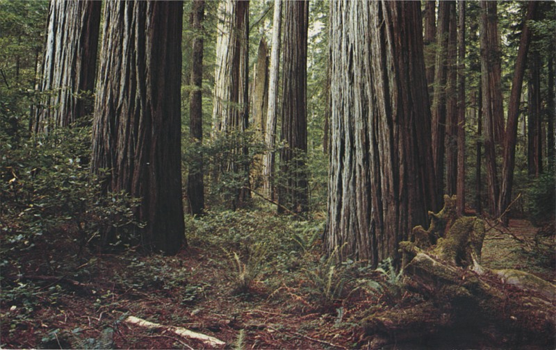 AMONG THE CALIFORNIA REDWOODS - Eastman's Studio