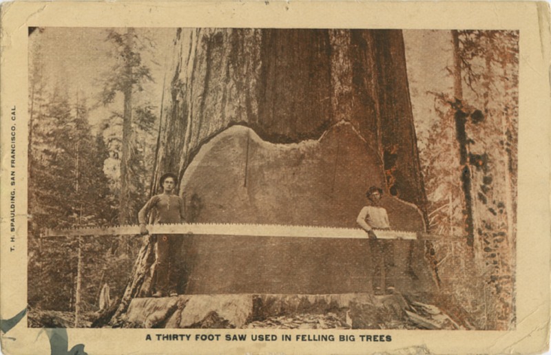 A THIRTY FOOT SAW USED IN FELLING BIG TREES  - T.H. Spaulding