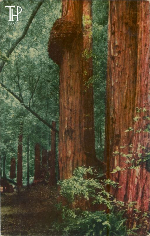Eastman Mirro-Krom card showing Massive burl