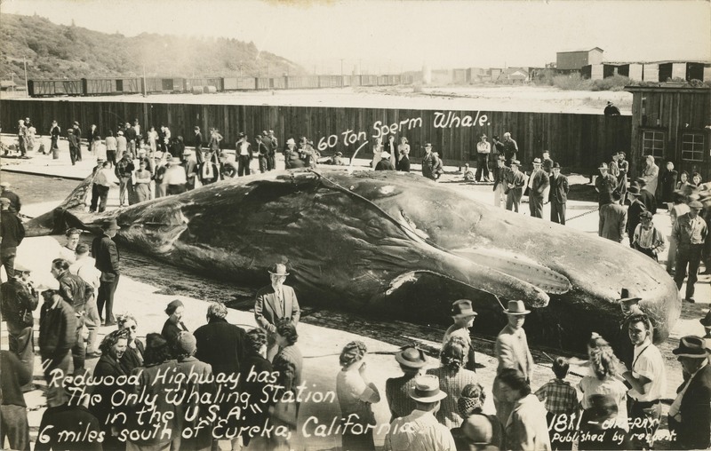 60 ton Sperm Whale - ''Redwood Highway has The Only Whaling Station in the U.S.A.''