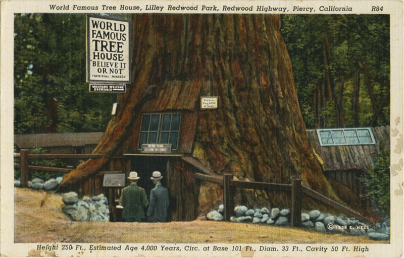 World Famous Tree House, Lilley Redwood Park, Piercy - © 1938 Ed Hess R84