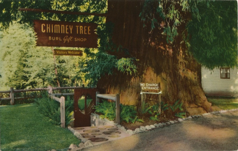 Chimney Tree, Redwood Highway, Calif - E.F. Clements - SelithCo 115