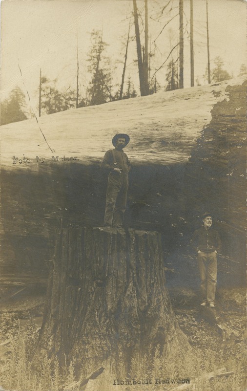 Humboldt Redwood - Foto by Meiser