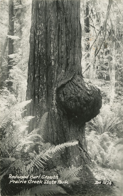 Redwood Burl Growth · Prairie Creek State Park - Zan 1824