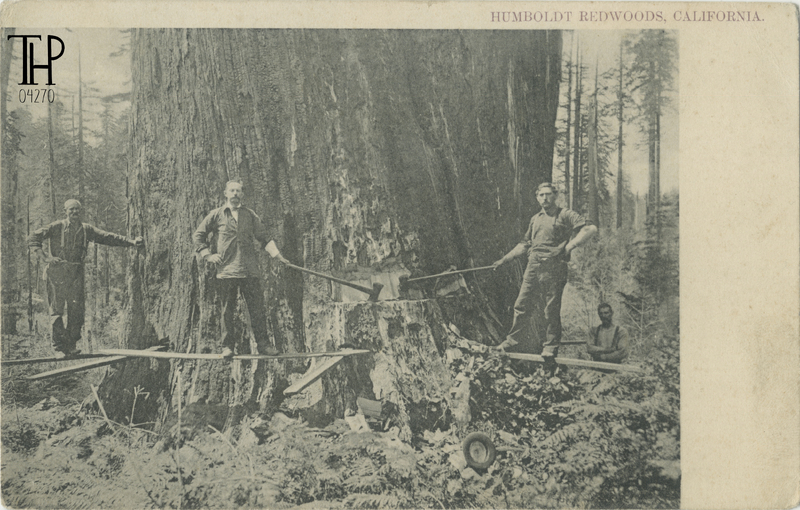 lumberjacks on springboards