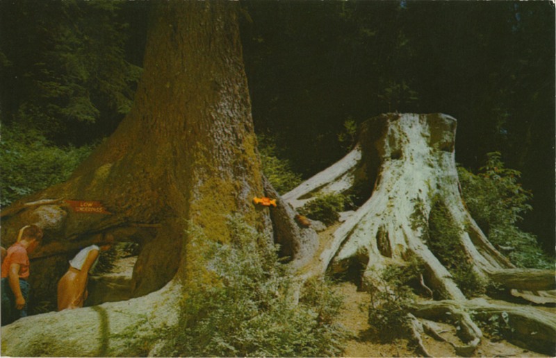OCTOPUS TREE - Trees of Mystery - SelithCo 814