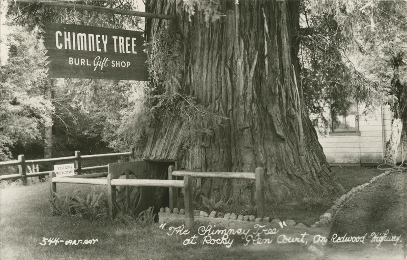 'The Chimney Tree'' at Rocky Glen Court, On Redwood Highway - 544-ART-RAY