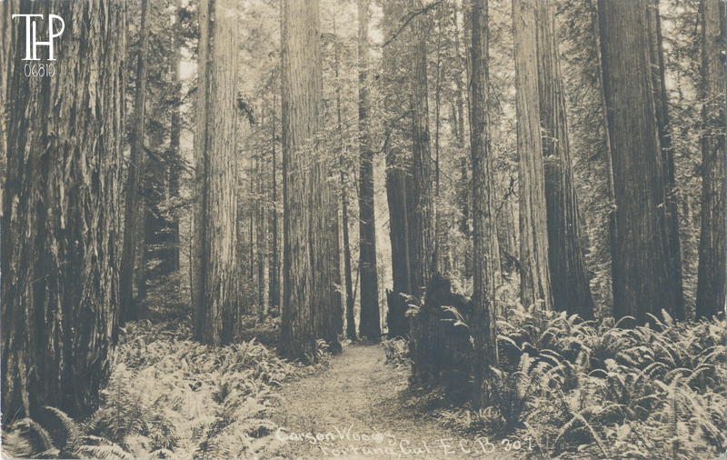 road thru Carson Woods - Bowman photo