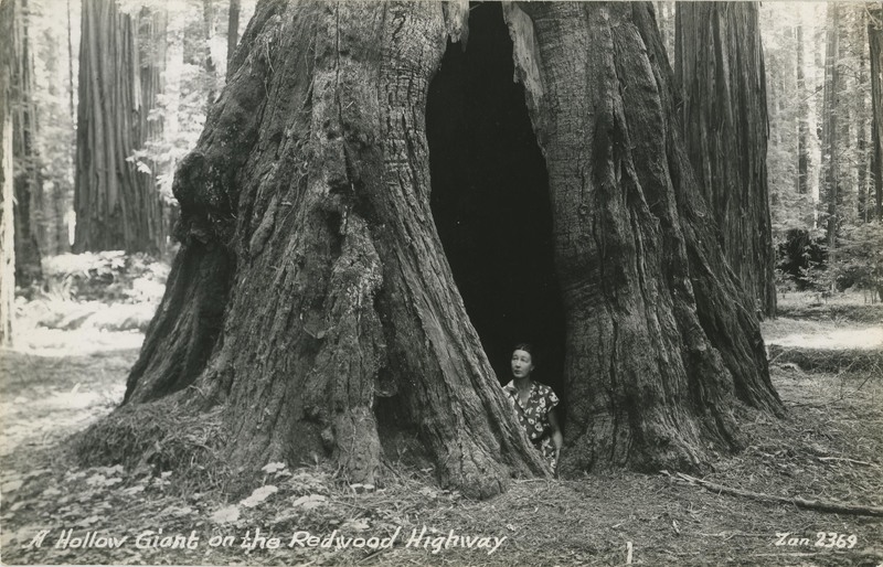 A Hollow Giant on the Redwood Highway - Zan 2369