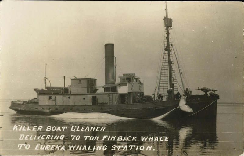 Killer Boat Gleaner Delivering 70 ton Finback Whale to Eureka Whaling Station
