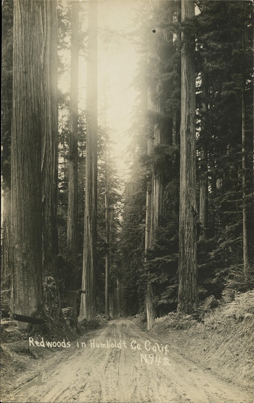 Redwoods in Humboldt Co. Calif. - No 942