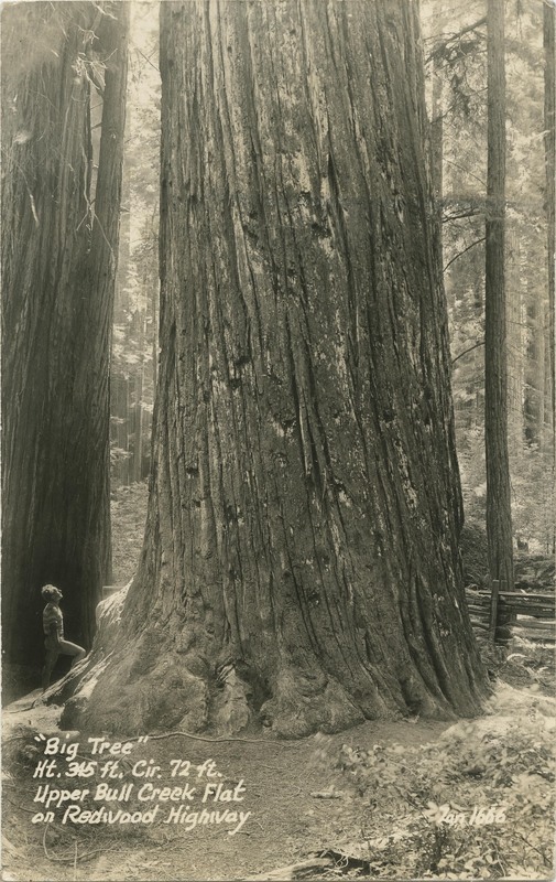 Big Tree' Ht. 345 ft. Cir. 72 ft. Upper Bull Creek Flat - Zan
