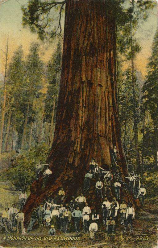 A MONARCH OF THE BIG REDWOODS- Cardinell-Vincent Co.