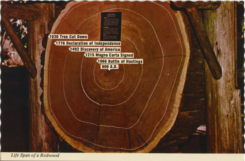 Cross Section of GIANT REDWOOD - E.F. Clements - Mike Roberts B2032 R20