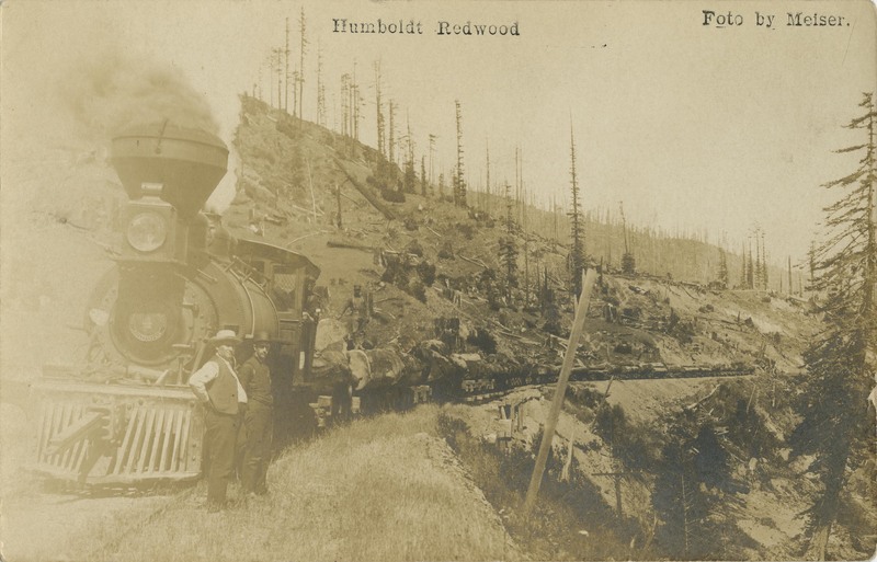 Humboldt Redwood - Foto by Meiser