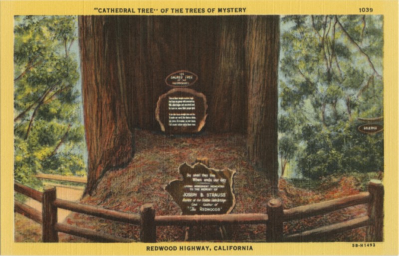CATHEDRAL TREE' OF THE TREES OF MYSTERY - Curt Teich