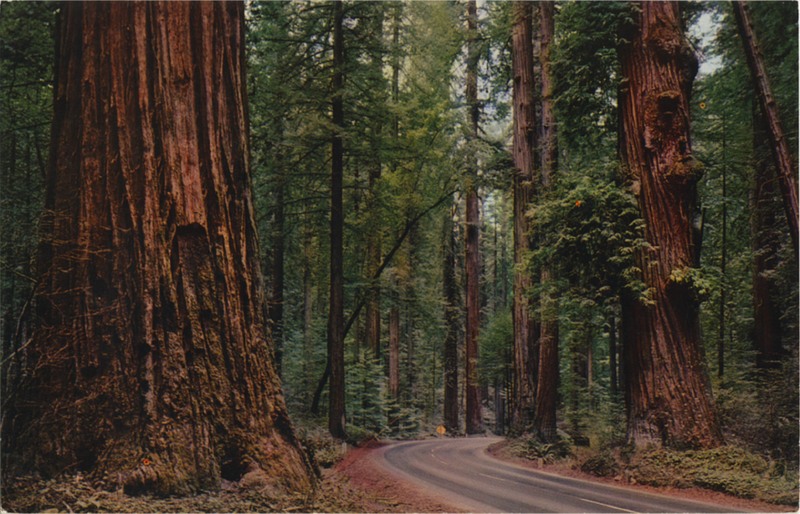 REDWOOD GIANT with BURLS - E.F. Clements - Mike Roberts C9330