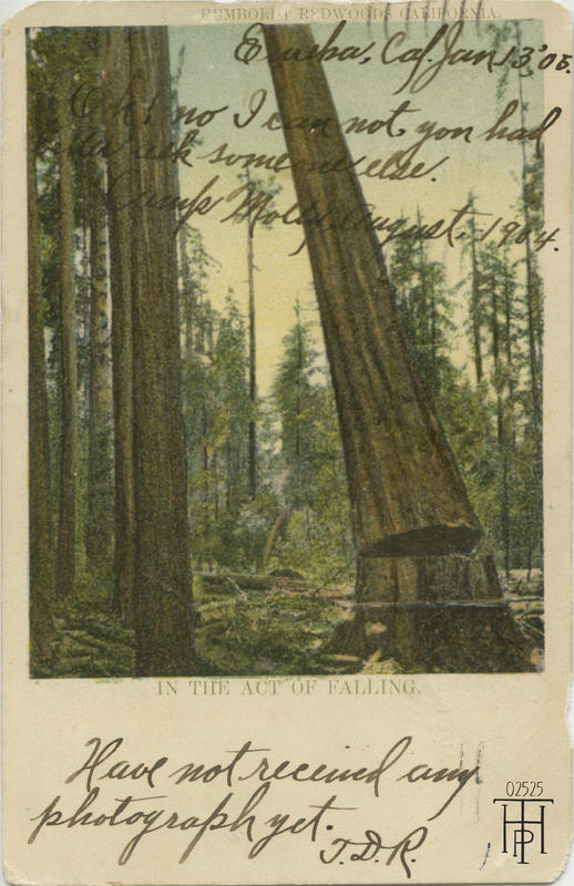tree being fell