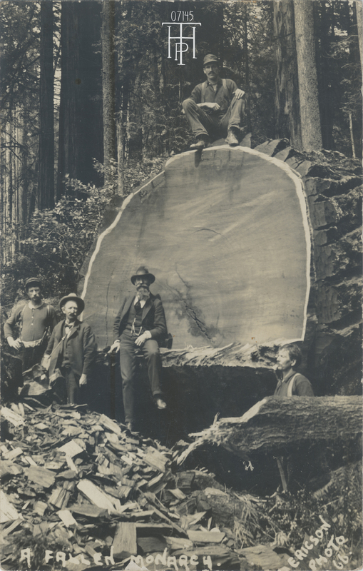 A.W. Ericson next to fallen Redwood
