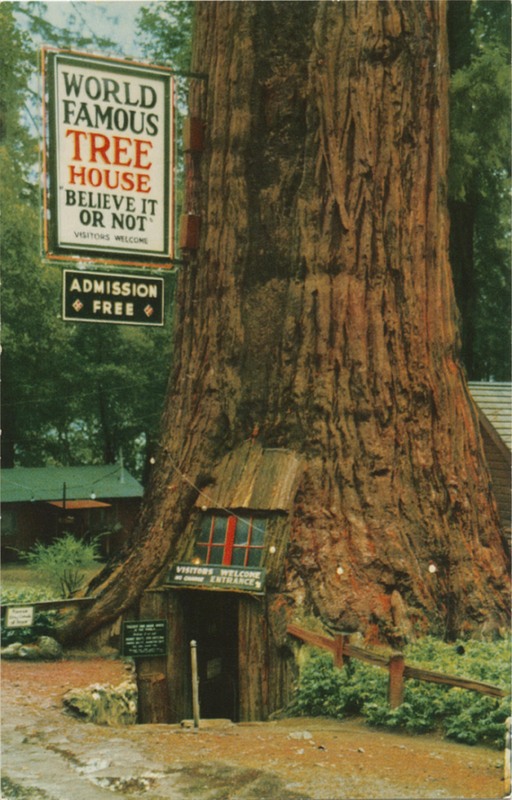 The Tree House, Redwood Highway, Calif - E.F. Clements - SelithCo 506