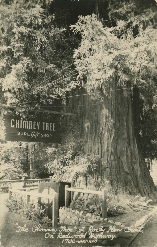 'The Chimney Tree'' at Rocky Glen Court, On Redwood Highway 1700-ART-RAY