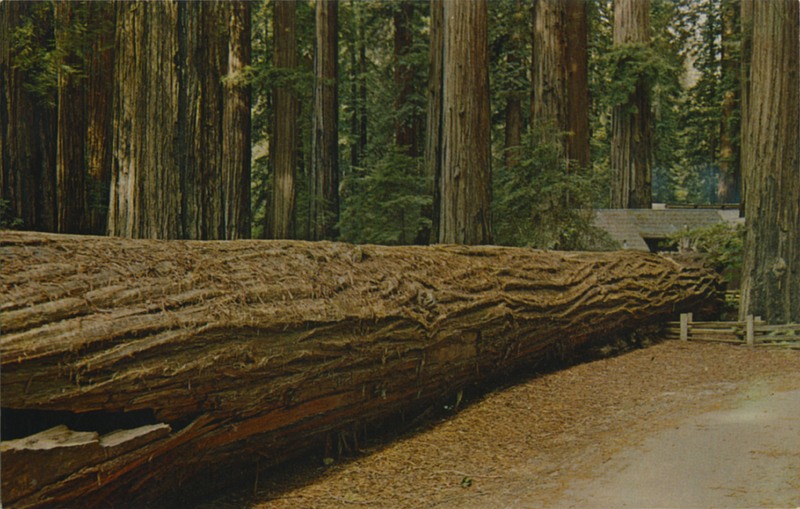 A Fallen Giant among the Redwoods of California - Eastman's Studio S-721