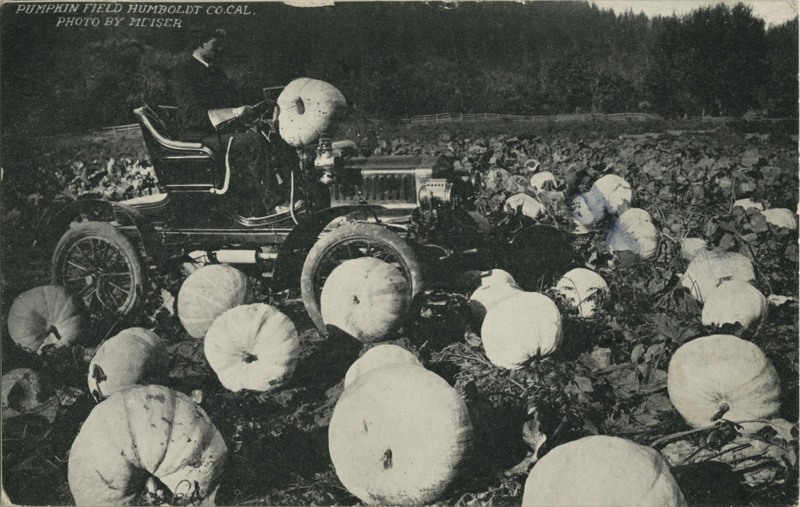 Pumpkin Field Humboldt Co Cal, Photo by Meiser