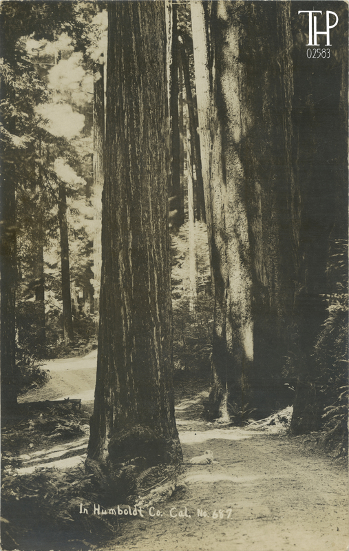 Dog on road thru redwoods