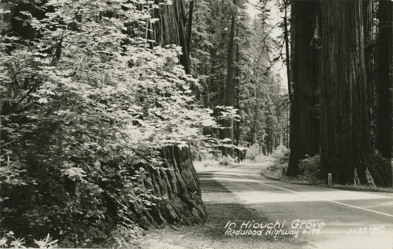 In Hiouchi Grove - Redwood Highway #199 - 1132 ART-RAY