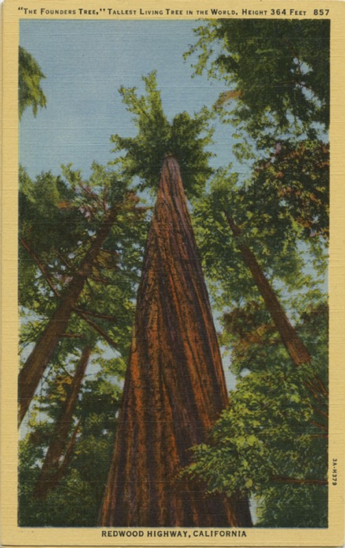 'THE FOUNDERS TREE'' - Stanley A. Plitz Co. 857