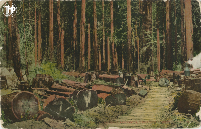 In the Giant Redwoods, Humboldt County