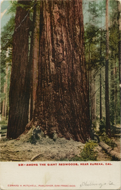 531 - AMONG THE GIANT REDWOODS, NEAR EUREKA, CAL