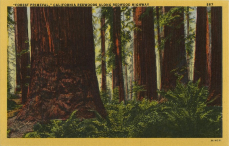 'FOREST PRIMEVAL,'' CALIFORNIA REDWOODS - Stanley A. Plitz Co. 867
