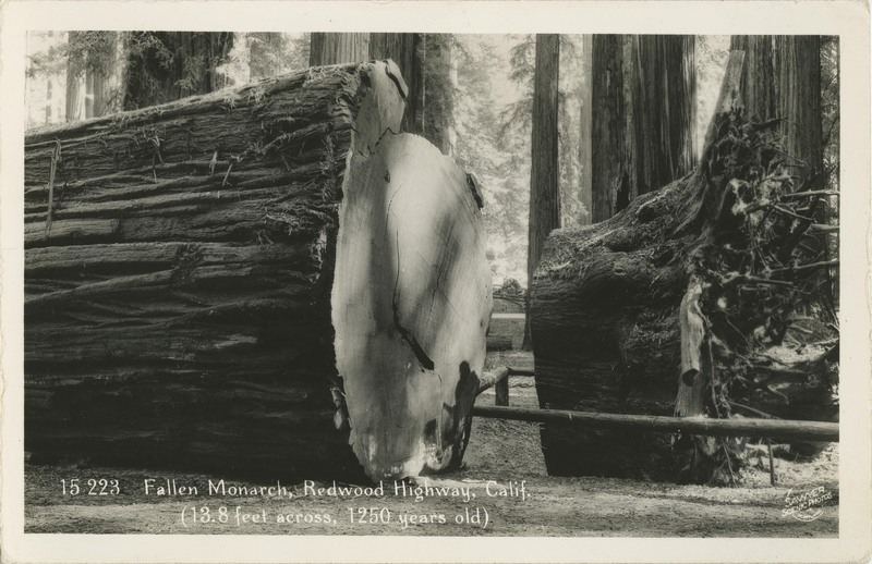 15 223 Fallen Monarch, Redwood Highway, Calif (13.8 feet across, 1250 years old) - Sawyer Scenic Photo