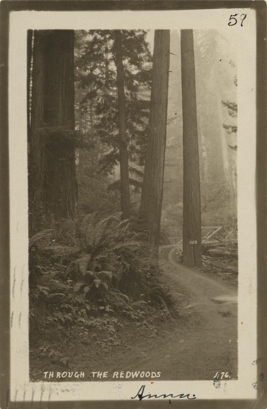 THROUGH THE REDWOODS - 476